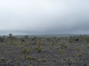 P1010739