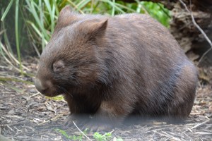 Wombat - вомбат