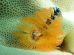 Christmas-tree Worm (Spirobranchus giganteus)