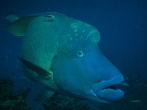 Humphead Maori Wrasse