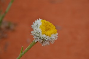DSC_0075