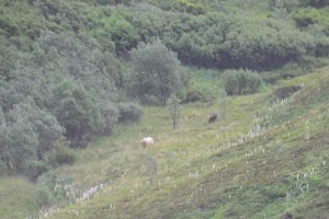 bear-cubs-denali